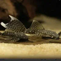 ماهی پوزه بوته ای مولد و پیش مولد