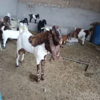 بزهای افغانی اصل