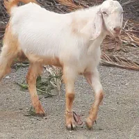 ۲تاچپشت نری،۴کهره نر و ماده رودخانه