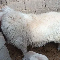 قوچ مری اصل|حیوانات مزرعه|جزنیک, |دیوار