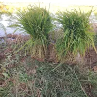 برنج ــ نشا برنج ــچلتوک برنج