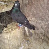 دم سفید|حیوانات|ایلام, |دیوار