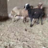 میش زیر قیمت