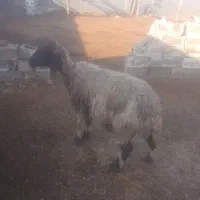 گوسفند میش|حیوانات مزرعه|رامهرمز, |دیوار