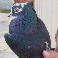 فروش 6 عدد کفتر