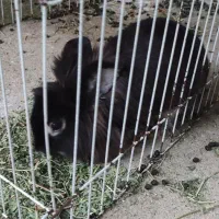 واگذاری خرگوش|موش و خرگوش|بروجرد, |دیوار