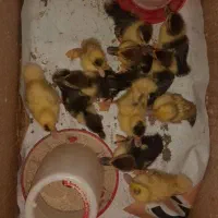 جوجه اردک اسرائیلی دوهفته ای