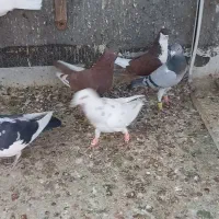 کبوتر پرشی جنگنده|پرنده|تاکستان, |دیوار