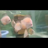 دیسکس سایز ۲ اینچ تا مولدی موجود است