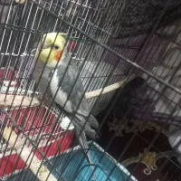 پرنده عروس هلندی|پرنده|آستانه اشرفیه, |دیوار