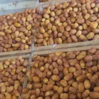 خرمای زاهدی درجه 1 صادراتی|خوردنی و آشامیدنی|شیراز, شهرک امیر کبیر|دیوار