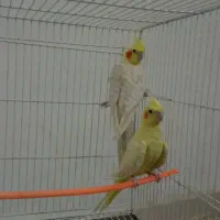 جفت مرغ عشق با جوجه و عروس هلندی|پرنده|قائن, |دیوار