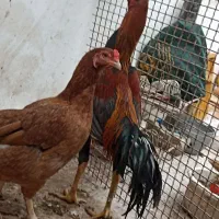 خروس لاری اصل