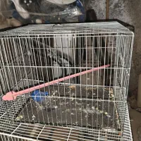 قفس|لوازم جانبی حیوانات|نیشابور, شهرک فرهنگیان|دیوار