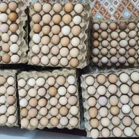 فروش تخم مرغ محلی ارگانیک گلپایگان تولید روز|خوردنی و آشامیدنی|مشهد, کوی سیدی|دیوار