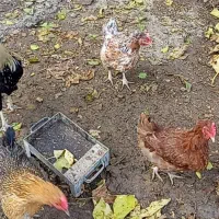 مرغ بالغ تخمگذار وخروس دورگه|حیوانات مزرعه|آشخانه, |دیوار