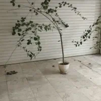گل و گیاه|گل و گیاه طبیعی|رشت, سیا اسطلخ|دیوار