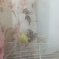 کوتوله برزیلی دستی معاوضه یا فروش|پرنده|بندرعباس, |دیوار