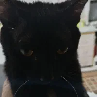 واگذاری گربه