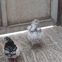 نرماده نوک چفت