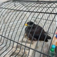 مرغ مینا ۳ماهه|پرنده|کرج, شعبانآباد|دیوار