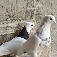 کبوتر طوقی|پرنده|بوشهر, |دیوار