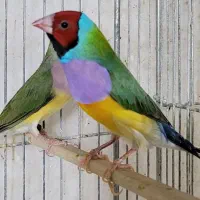 فنچ گلدین جوجه و مولد|پرنده|کرمان, |دیوار