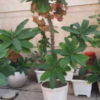 فروش ۴ عدد گل مرجان گل درشت|گل و گیاه طبیعی|بناب, |دیوار