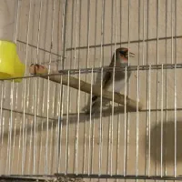 سهره قناری.سقا|پرنده|کرمان, |دیوار