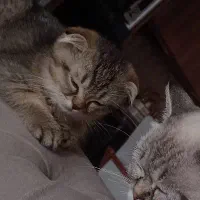 گربه|گربه|آبادان, |دیوار