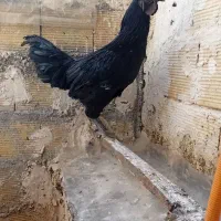 خروس سیاه ایام سمانی