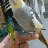عروس هلندی جفت