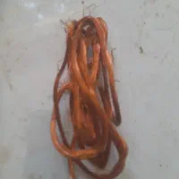 مس و موتور سوخته