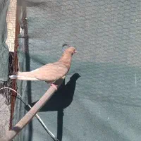 3تا ماده بالغ