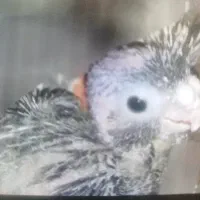 جوجه کوتوله برزیلی سرلاکی