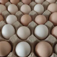 تخم مرغ خانگی نطفه دار