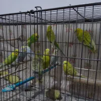 مرغ عشق|پرنده|گرگان, |دیوار