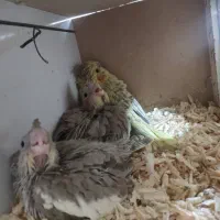 عروس هلندی نروماده به همراه جوجه|پرنده|کرج, شهرک جهان‌نما|دیوار