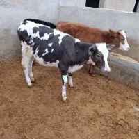 گوساله ماده