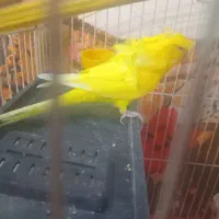 یک عدد مرغ عشق دوگل پروانه ای نر فول|پرنده|دورود, |دیوار