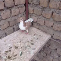 جفت دم سفید شکلات