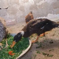 اردک