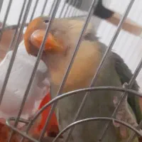 کوتوله برزیلی نر