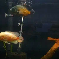 ماهی اسکار|ماهی|شاهینشهر, خانه کارگر|دیوار