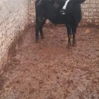 گوساله زیر پروار دورگ