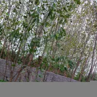 600متر باغ میوه(70مترنیمه کاراستراحتگاه معمولی)