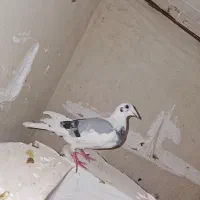 پرنده (کفتر)|پرنده|مشهد, نیزه|دیوار