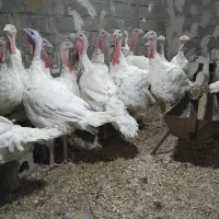 بقلمون گوشتی|حیوانات مزرعه|کوهسرخ, |دیوار