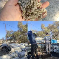 تفاله چغندر