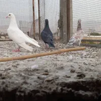 ۳کفتر بیرون شهری|پرنده|شیراز, کوی زهرا|دیوار